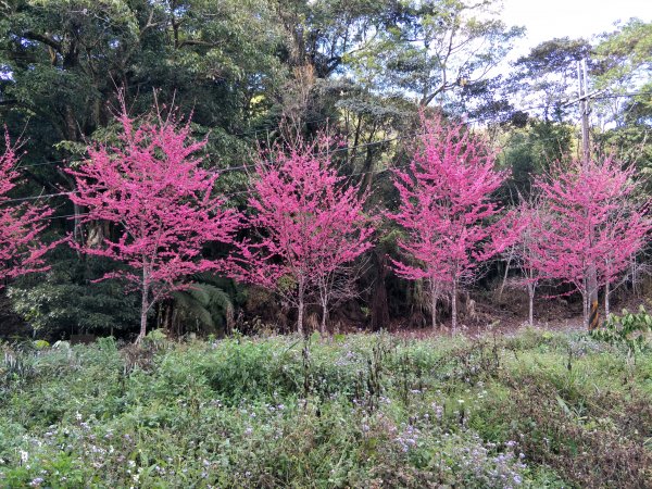 小百岳：石壁山、嘉南雲峰(-九芎神木草櫻花祭)1267623