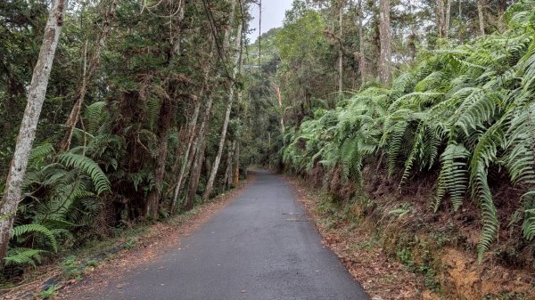 貓囒山步道2928522