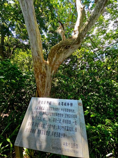 (天上山系)烘爐地土地公-2025微笑山線大縱走尋寶集章任務2863474