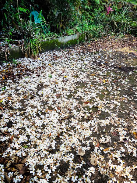 2025-04-27 三員縱走2772045