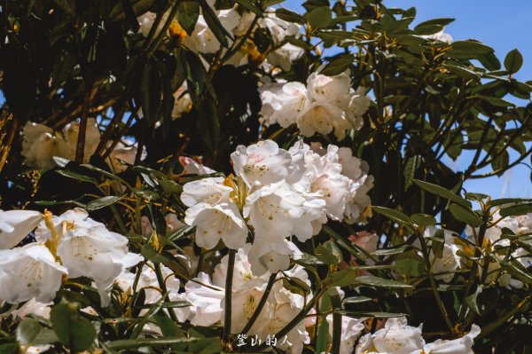 花季限定的景色3063159