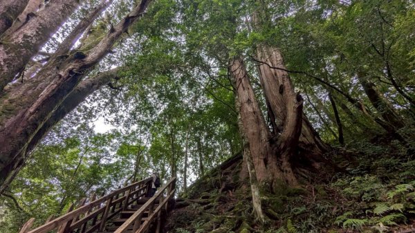 鎮西堡巨木步道群 (B區)2861180