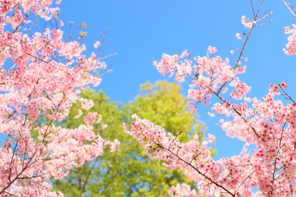 拉拉山的櫻花286501