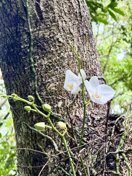 雙流帽子山悠遊  2025.01.032688552