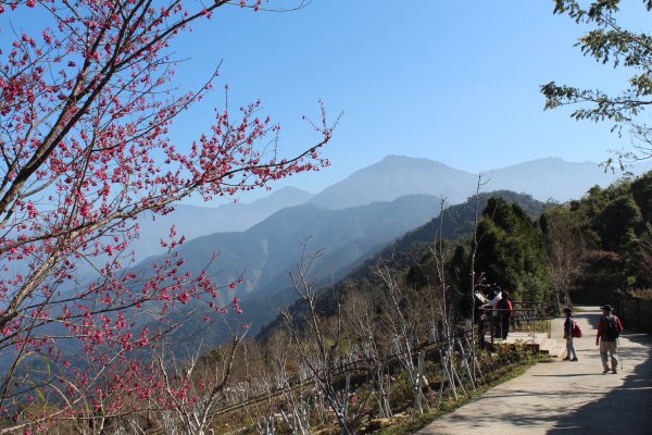 20210206高雄二集團山及櫻花公園1262860