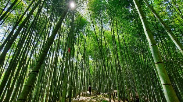 《南投》溪頭三秀｜溪頭山竹崙山志騰山O繞樟仔林林道202509212893458