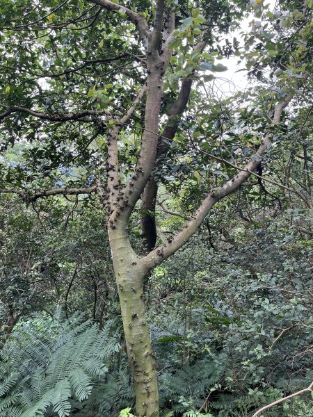 [微笑山線_第一段] 2025_0720 大棟山系_大棟山2843609