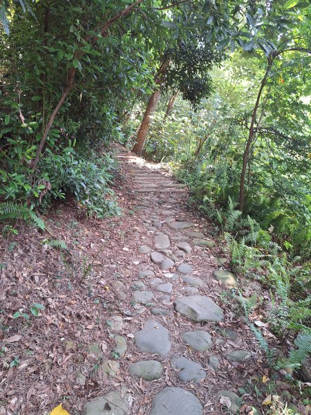 田中麒麟山森林步道202508172862014