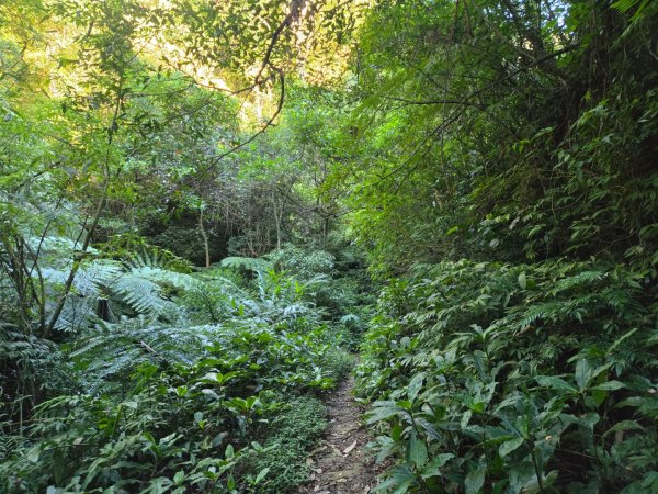 石牛山（小百岳）2909975