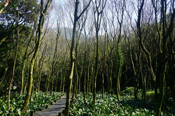 大屯山系｜彌陀山、青楓步道1282585