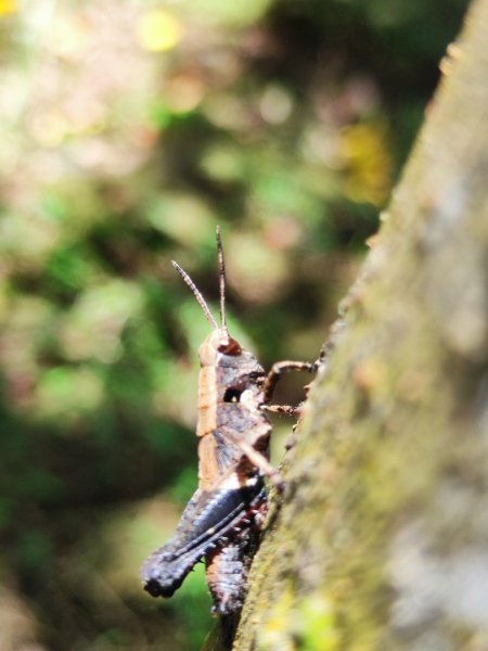 福源山步道-鶯歌大榕樹平台2847756