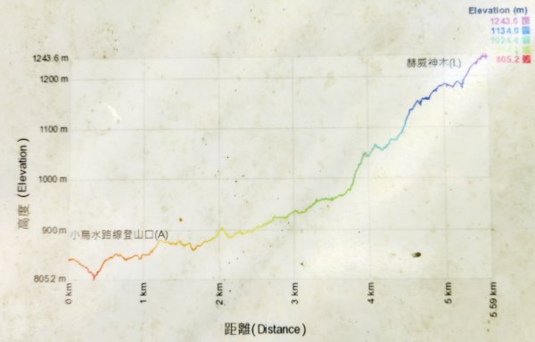 【中級山】插天山的奇幻世界，赫威山，赫威神木群步道2741345