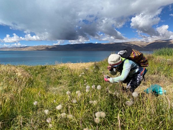 川藏318熱門的卡點-尼瑪-當惹擁措-大地之樹-雅丹地貌聖象天門2907813