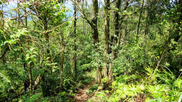 石碇大崙,人頭面山,獅公髻尾山2800432