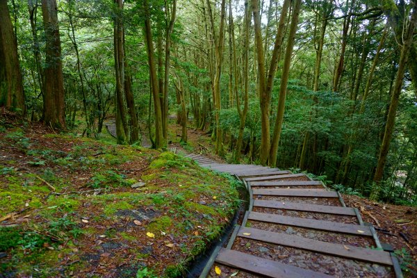 檜山巨木森林步道481581