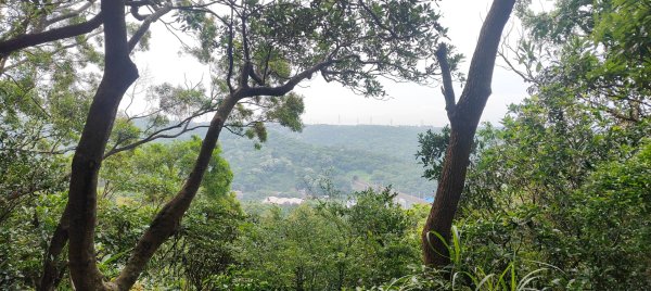 羊稠森林步道2776986