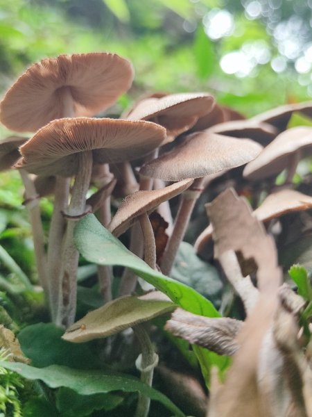 微笑山線之望月亭段2849036