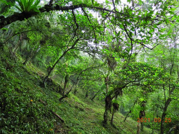 新北 烏來 落鳳山(呂奔山) (未竟)1468394