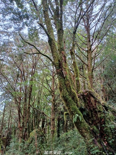 【宜蘭。大同】  三個女生的森林漫遊。  小百岳集起來。 編號85小百岳~三星山登山步道1664987
