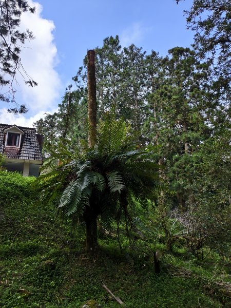 [百山百鳥尋旅-05/15] 2025_0830 溪頭賞鳥步道_賞鳥步道2875036