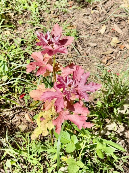 瞭望台-瓊山-望美山-獵人古道2886880