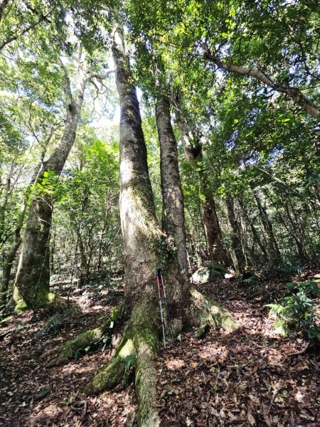 李崠山步道-2025森遊竹縣皮皮獅探險隊2892613