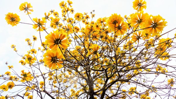 《臨江仙。黃花風鈴木》封面