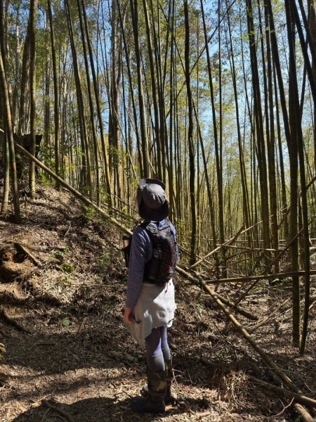 留龍頭-嶺頭山-金柑樹山-忘憂森林（2025必去）2720369