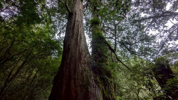 鎮西堡巨木步道群 (B區)2861168