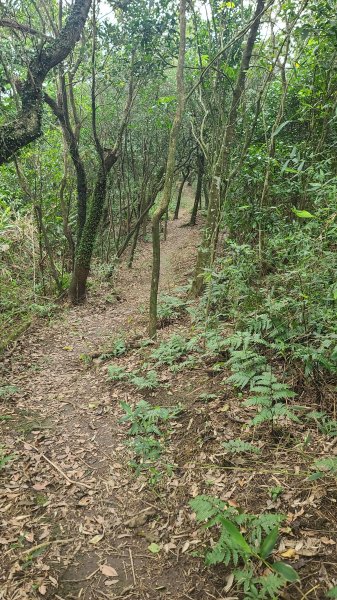 2025-01232淡蘭古道北二段(燦光寮古道到澳底)2696674