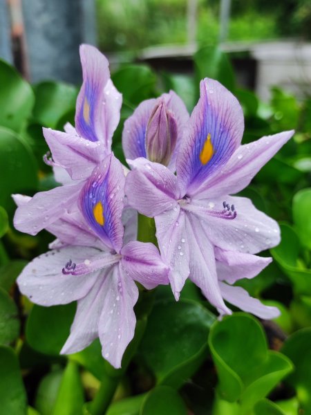 台中大甲鐵砧山2769471