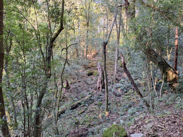 屋我尾山+G(大雪山進老鷹谷出)O型202502162713588