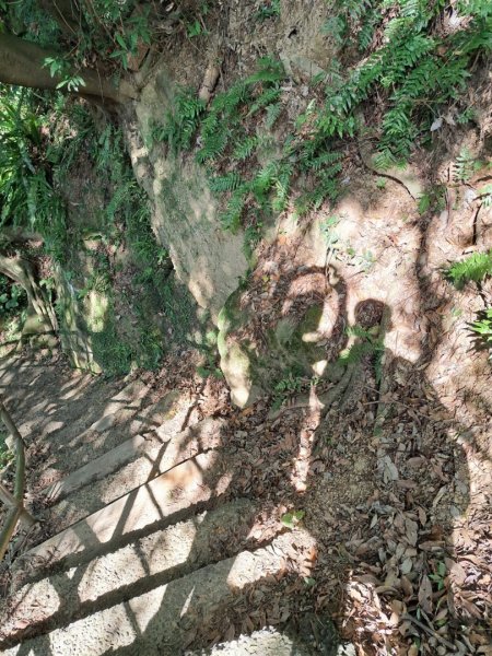 龜山福源山-牛灶坑山-鶯歌火車站走春遊2701311