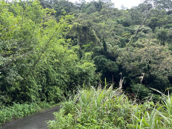 [微笑山線_第三段] 2025_0720 鳶山山系_鳶尾山2843636