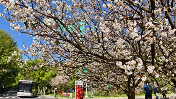 #中山樓 #陽明公園 #十八份 #吉野櫻 #墨染櫻（花葉同開/右側/左側大寒櫻） 3/113013212