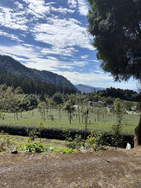 20251004嘉義奮起湖大凍山步道(頂湖)2914902