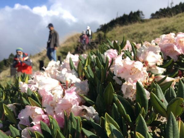 1070512合歡東峰杜鵑花332642