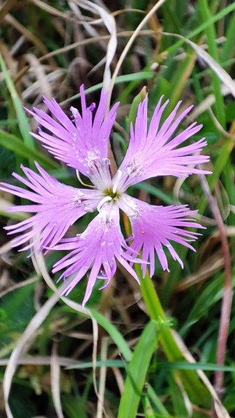 合歡山群峰（南峰、石門山、尖山、東峰）2626803