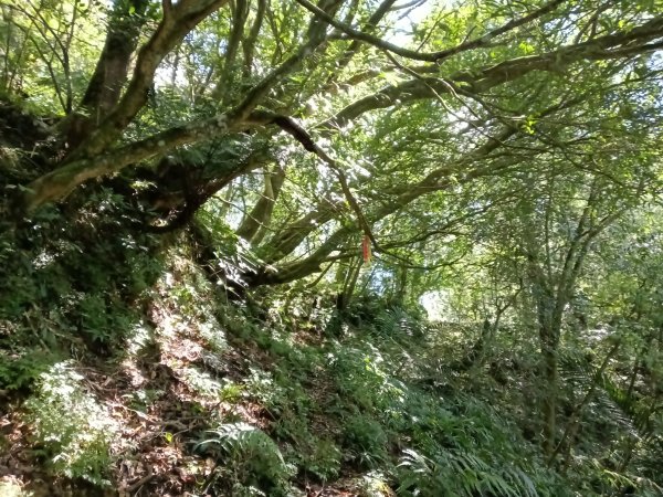 坪林區南豹子廚山+豹子廚古道+北豹子廚山2900482