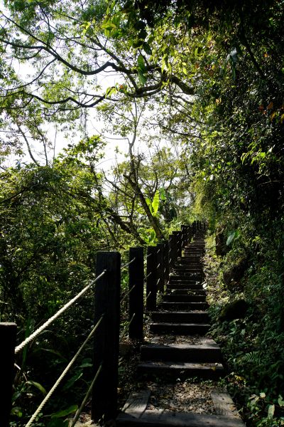 飽覽茶園風光~挑筍古道&大尖山步道299332