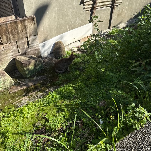 20260110 更寮古道(小百岳-土庫岳)2980756