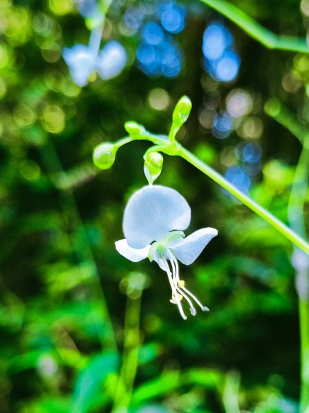 貴妃那結P 型縱走11310122621969