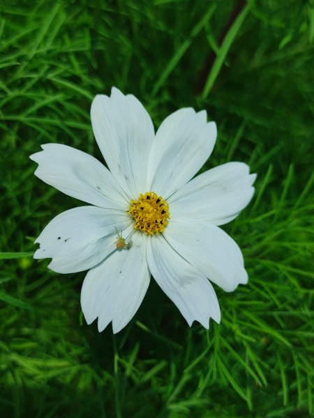 2025台北大縱走二刷2818076