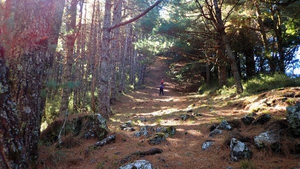 五星級松針步道的平多縱走2837847