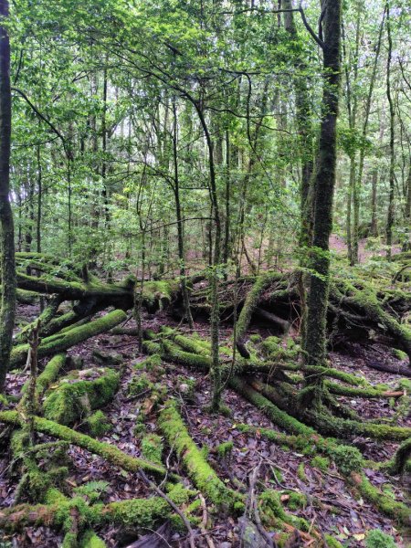 稍來小雪山國家步道、船型山、鞍馬山、鞍馬山東北峰、天池、雪山神木2799867