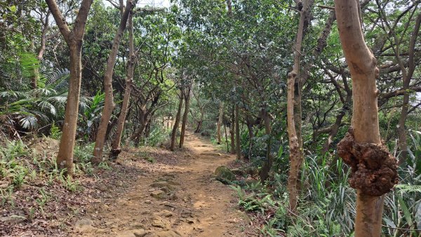 桃園龜山褔源山步道2443789