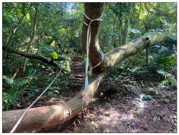 草嶺山、白石山、頭寮山 六連峰 O型路線2798530