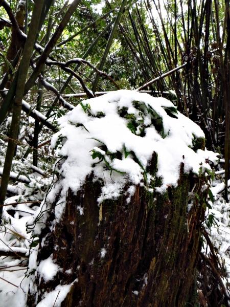 白雪覆蓋的向天山/向天池/面天山/二子坪30355