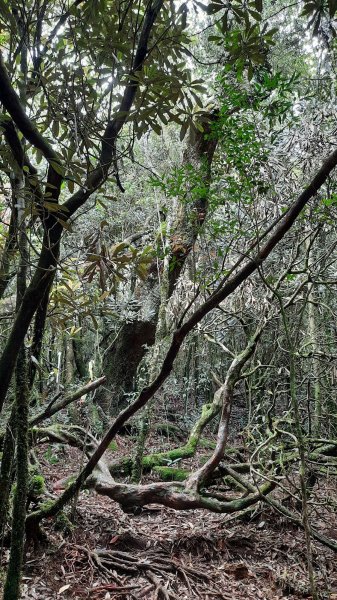 《台中》魔幻森林｜橫嶺山沙蓮山O型202104301367161