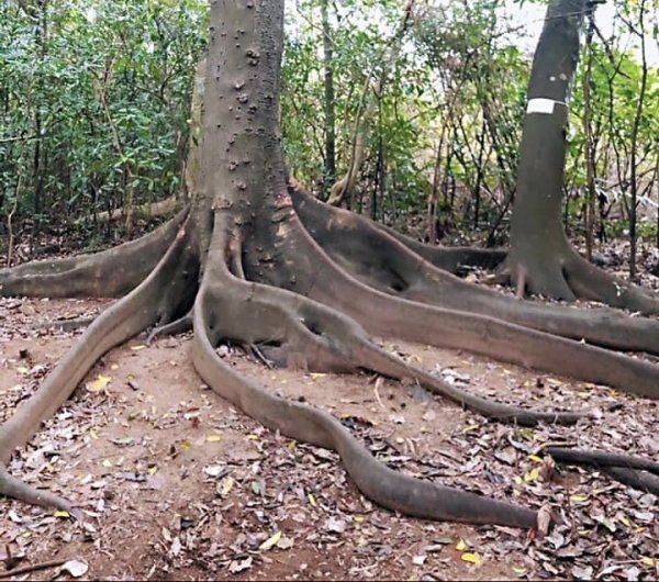 2021新竹芎林_飛沙走石大縱走12連峰